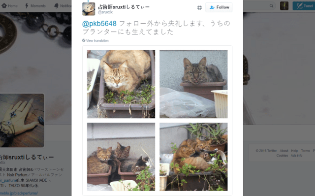 Japanese Twitter users lament that they can only grow potted cats 【Pics】