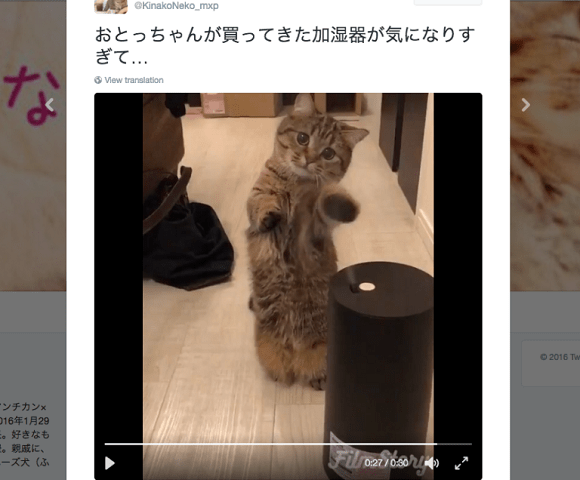 Cute kitty completely “mistified” by vapor released from humidifier【Video】