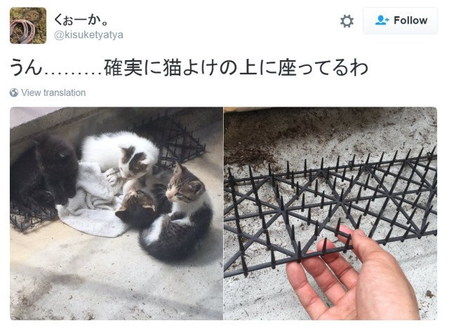 Japanese cats appear to be building resistance to cat-deterrent spikes, Twitter reveals【Photos】