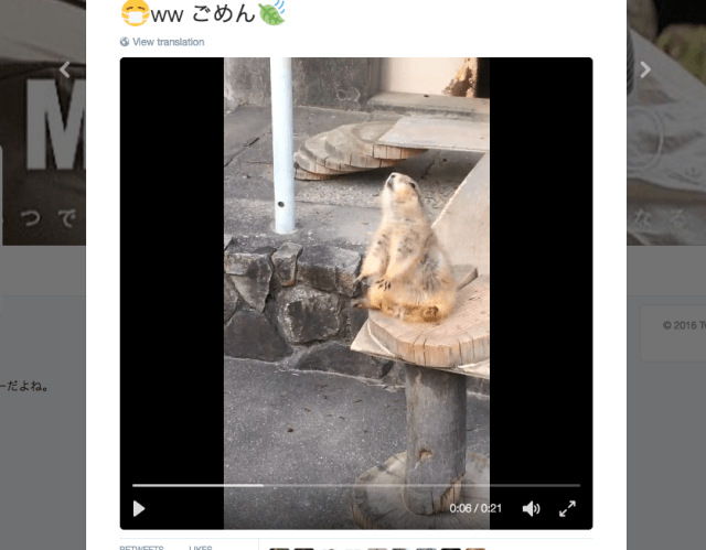 Japanese boy’s sneeze blows “meerkat” off ledge【Video】