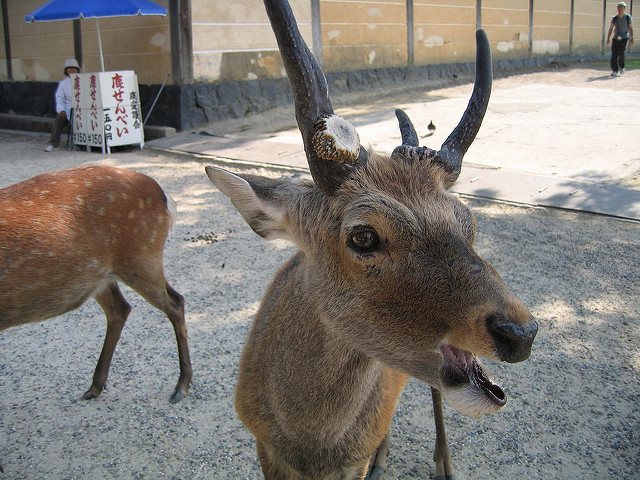 New Nara deer adoption program lets you take home your own pet deer, help with overpopulation!