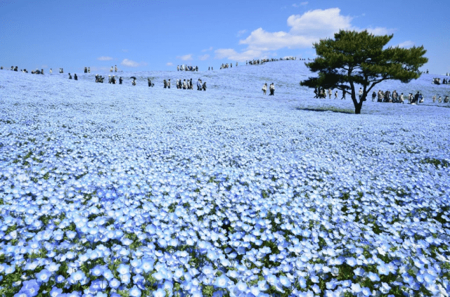 Right now, this amazing Japanese park is bathed in beautiful blue from 4.5 million flowers【Video】