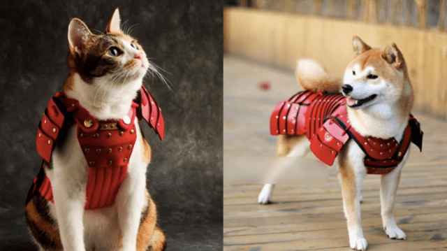 Samurai armor for pets turns your animal companions into adorable dogs and cats of war【Photos】