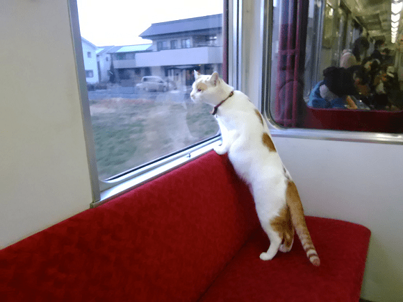 Japan’s first cat cafe train announced, receives overwhelming response from feline and rail fans