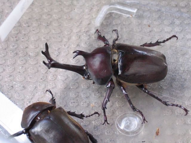 Store serves edible Japanese rhinoceros beetles, apparently pairs well with beer