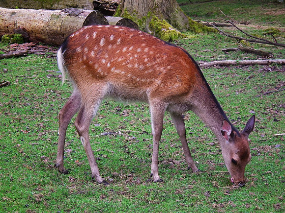 Nara, Japanese city famous for its streets of tame deer, begins culling program within city