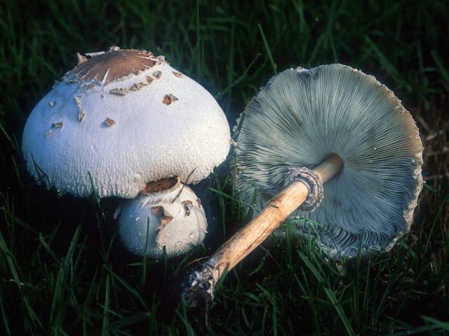 Diarrhea-inducing mushrooms send three Japanese men to hospital after weekend-ruining barbecue