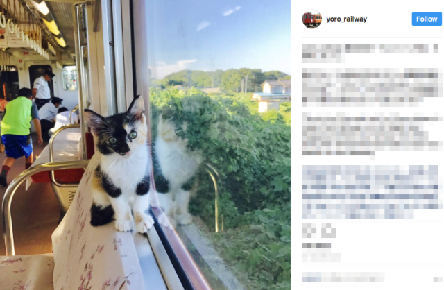 Cat cafe train in Japan makes its inaugural run with rescue cats on board【Photos】