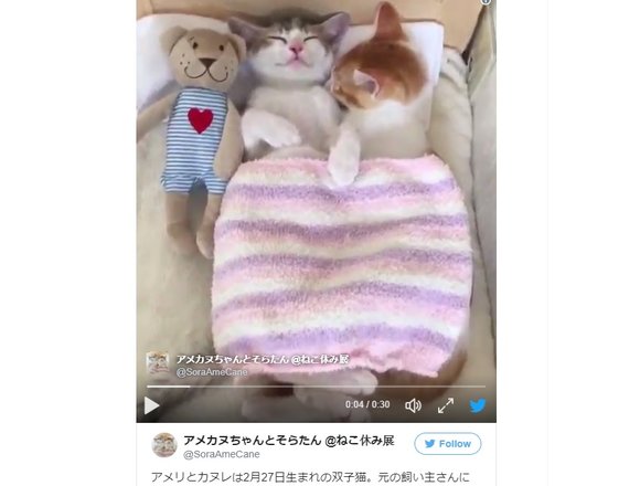 Heart-meltingly adorable kitten twins share bed, and Internet’s love【Videos】