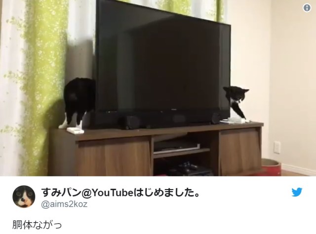 Japanese Twitter-user shares video captured of “the world’s longest cat”, Internet is impressed