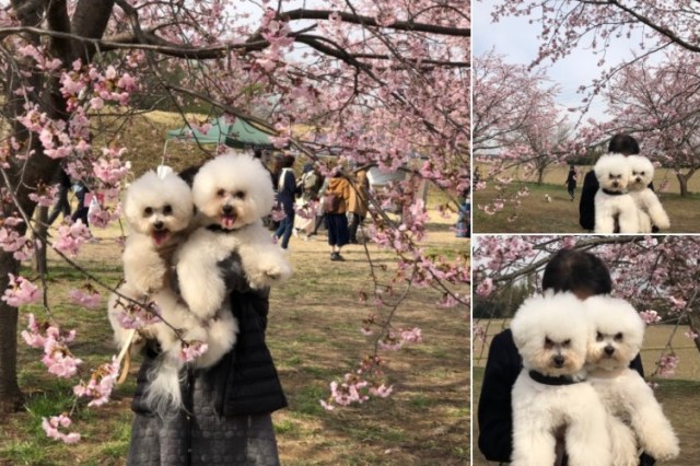 Pups pose for photos, make it perfectly clear which of their parents they prefer