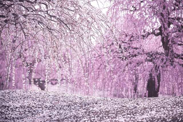 These stunningly beautiful seasonal pink flowers from Japan are NOT cherry blossoms【Photos】