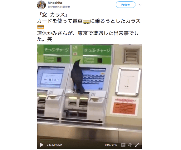 Crow surprises Japanese commuters by attempting to buy train ticket from a machine【Video】