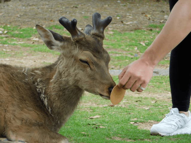 Deer in Nara refuse crackers after Golden Week visitors leave them too full to eat【Photos】