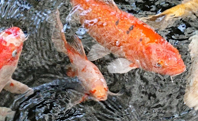 People in Japan go crazy for Japanese koi fish with love hearts on its eyes