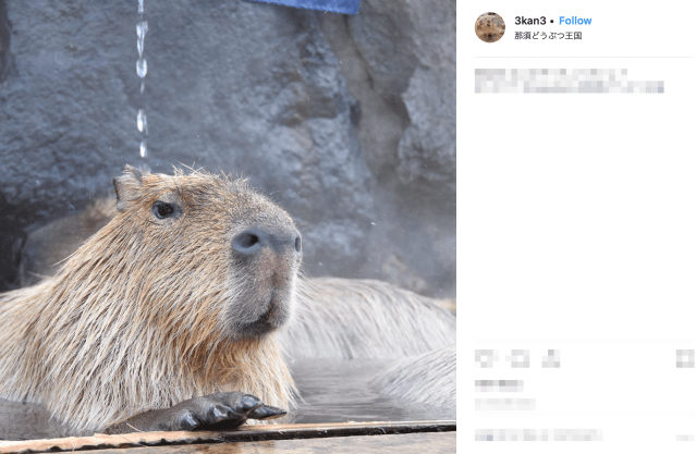 Capybara Onsen Challenge 2019: Which giant rodent can bathe the longest?