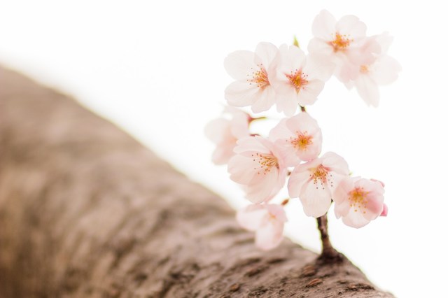 Sakura report 2019: First cherry blossoms begin to bloom in Tokyo