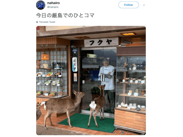 Japanese “yakuza deer” continue to harass restaurant owner at Miyajima 【Photos】