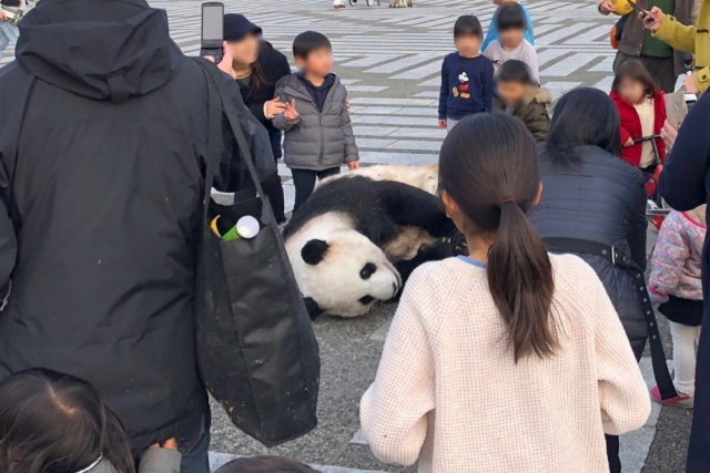 Panda sightings in Tokyo cause frenzy on social media