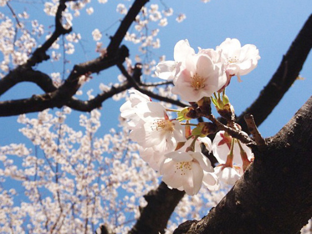 Sakura in Japan 2019: The best spots for hanami cherry blossom viewing