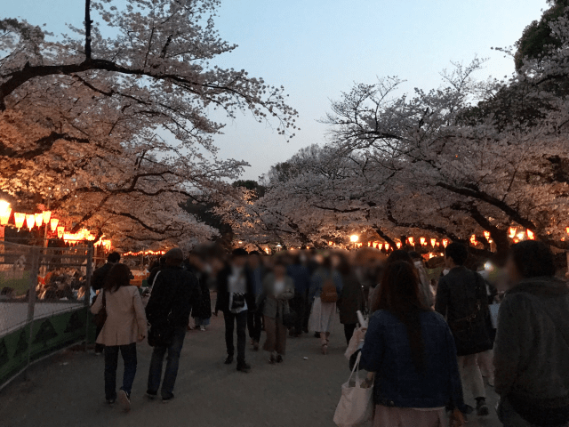 We went hanami cherry blossom viewing in gorgeous Ueno Park with complete strangers