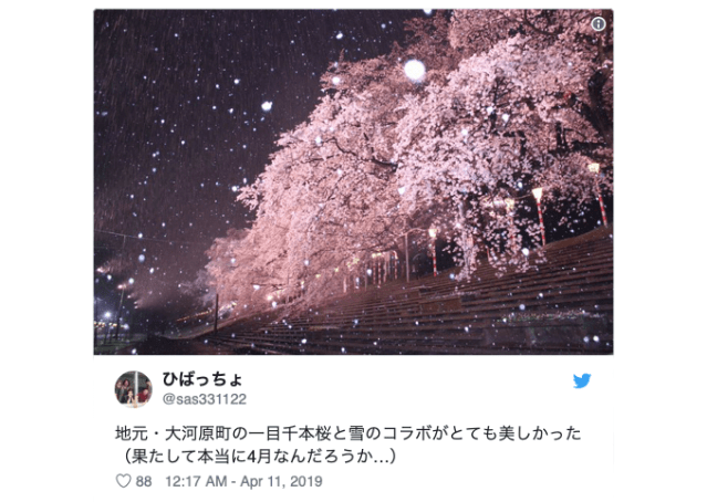 Snow Sakura in Japan: A magical hanami cherry blossom viewing experience【Pics & Video】