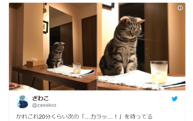 Cute cat with amazing concentration powers focuses its iron gaze on an icy drink, of all things