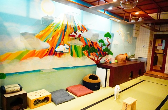 Cool cat cafe designed like a Japanese public bath lets you chill out with rescue cats