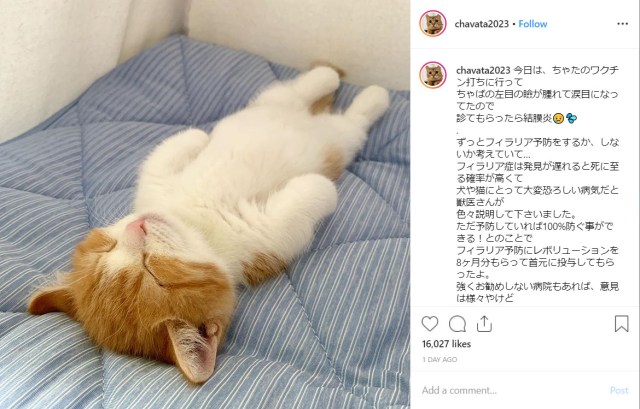 Tiny munchkin kitten sleeps like an angel in the cutest position, winning hearts of Instagram