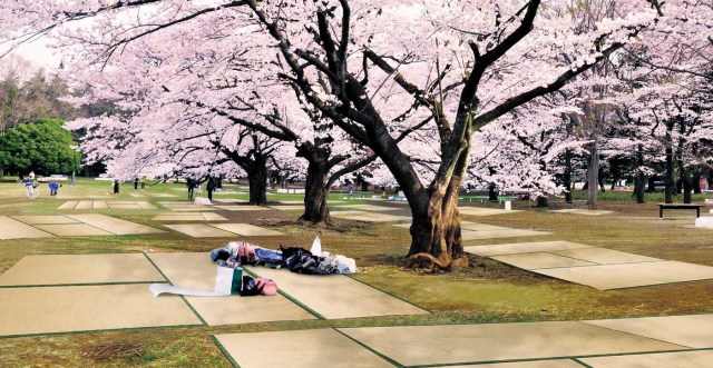 New sakura cherry blossom viewing sheets bring old-school beauty to hanami picnics