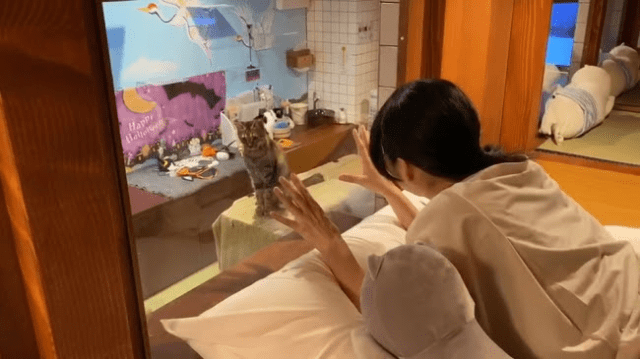 New cat hotel in Japan lets you watch kitties right outside your window for entire stay【Pics】