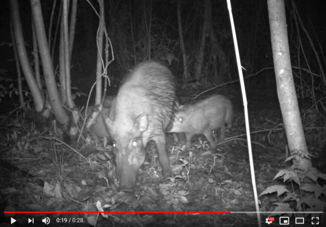 New study shows wildlife thriving in areas evacuated after Fukushima nuclear meltdown【Video】