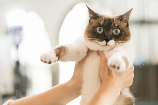 Japan now has diapers specially for cats