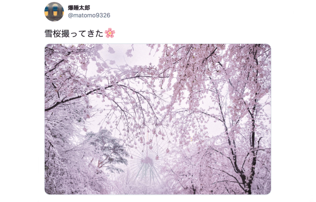 Snow falls on sakura cherry blossoms in full bloom around Tokyo 【Photos & Videos】