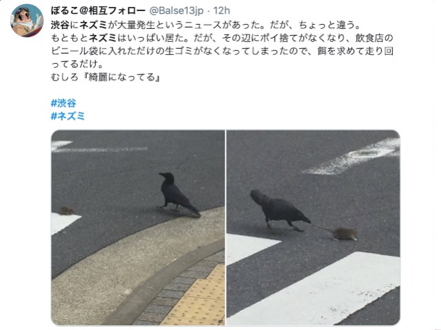 Shibuya rats appear on streets as people stay home during coronavirus outbreak【Pics, Video】