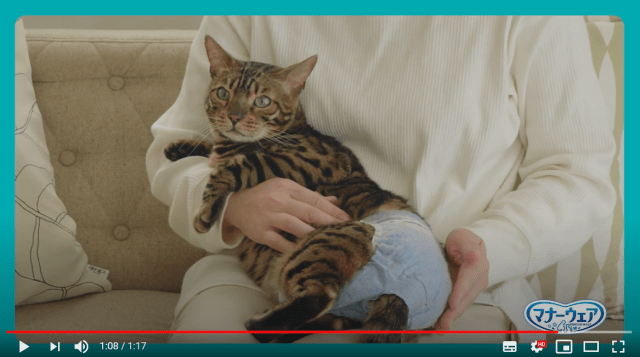 Japan’s cat diaper video shows how to keep your feline friend dry AND happy【Video】