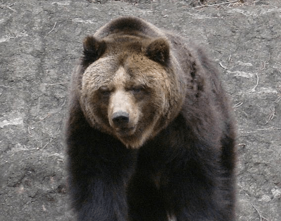 Bear sightings skyrocket in Japanese town feuding with local hunting association