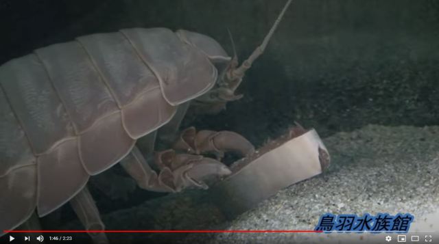 Giant undersea bug in Toba Aquarium poops for first time in two years