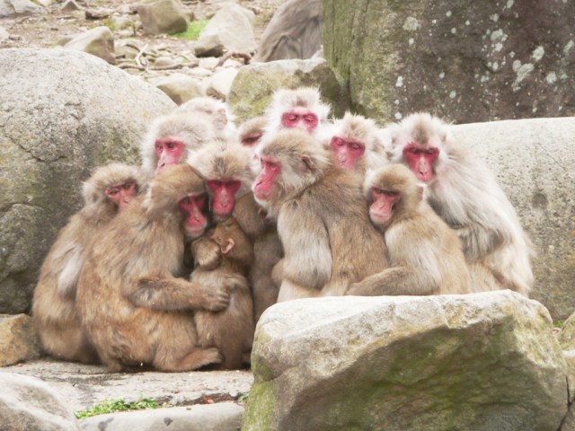 Japanese grandmothers create “Monkey Busters” group, fight primates with airguns