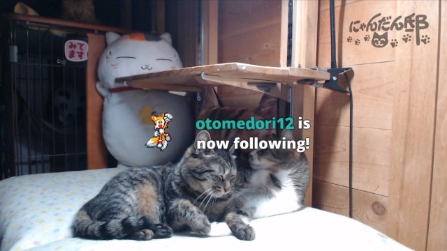 Japanese cat cafe livestream on Twitch lets you hang out with cute cats anytime you want