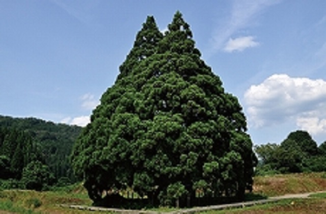 Japan has a “Totoro Tree” that looks just like the Studio Ghibli anime star【Photos】