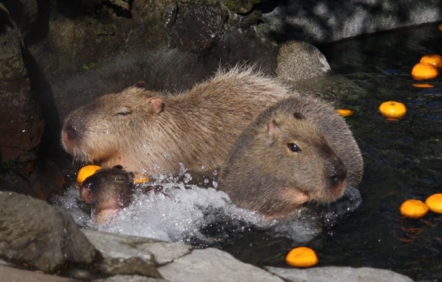 A whole bunch of capybara videos to help ease your presidential election stress【Videos】