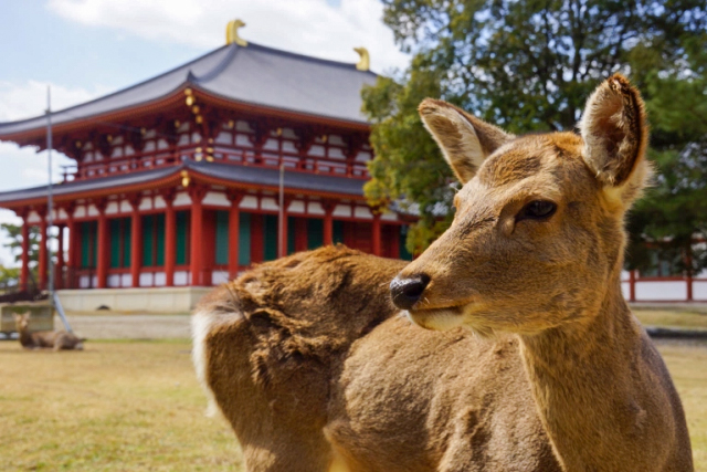 Nara asks visitors to stop feeding the deer