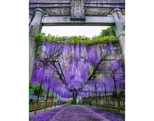 Fujiyama Shrine has nothing to do with Mt. Fuji, everything to do with springtime beauty【Photos】