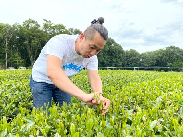 From tea field to teacup: How do you make green tea from freshly picked tea leaves?