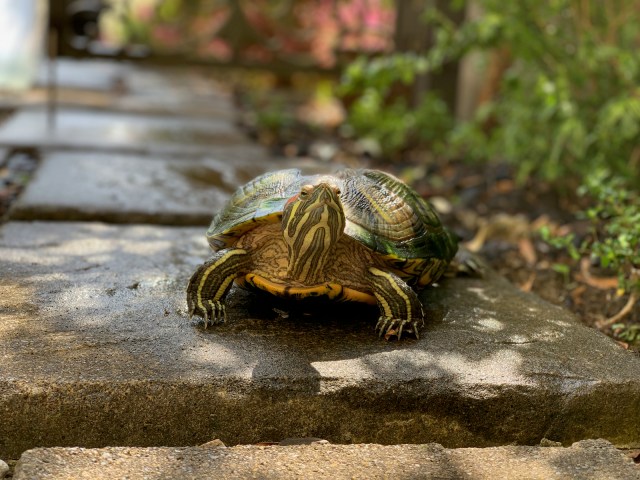 Flight out of Narita Airport delayed because of a turtle on the runway