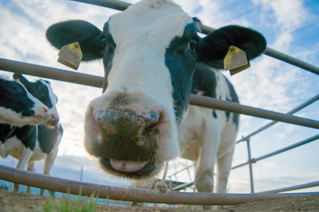 Japanese teacher suspended for selling a lot of cows without telling the school