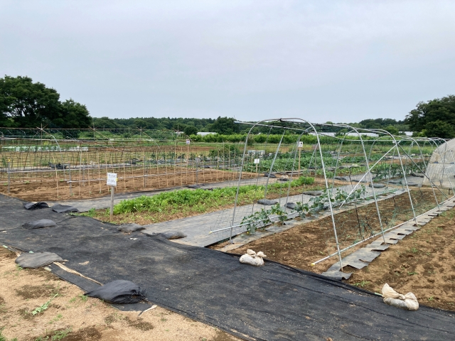 The unstaffed vegetable stand in Japan where you pick your produce yourself