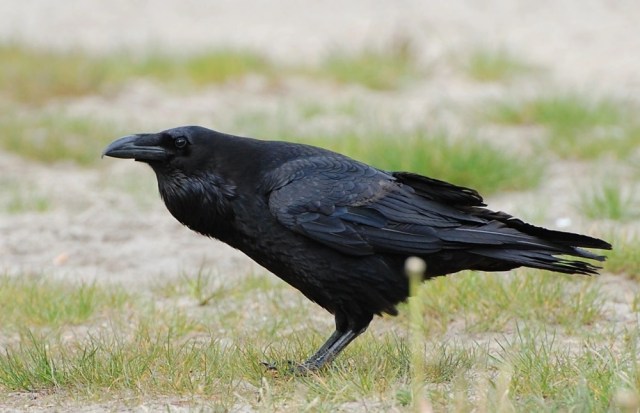 Two crows decided to wreck a Pokémon GO player in Japan during Pokémon GO Fest