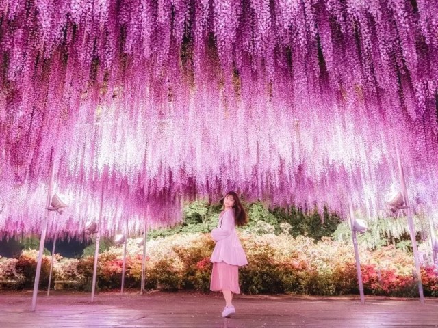 Japan’s other beautiful fuji, wisteria, are about to turn Ashikaga Flower Park into a wonderland